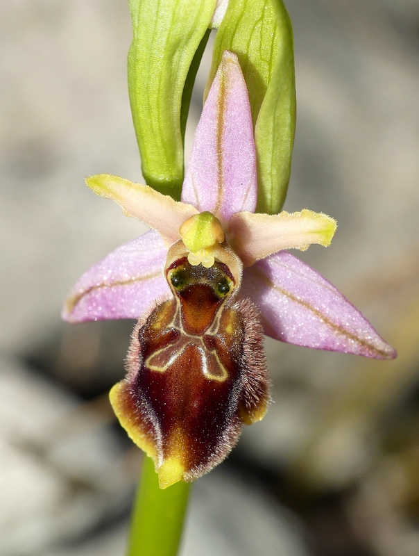 Ophrys exaltata subsp. archipelagi in Abruzzo marzo e aprile 2019